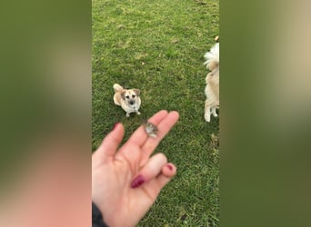 ELLO sucht ein Zuhause