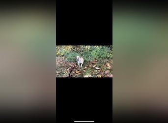 ELLO sucht ein Zuhause