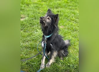 Sensibler Schatz Olli sucht sein Glück