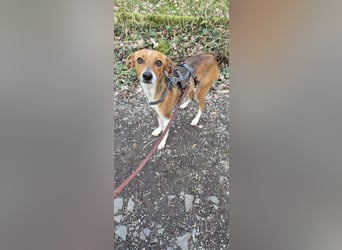 Sanfte Danica sucht ihr Körbchen