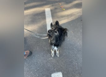 Sensibler Schatz Olli sucht sein Glück