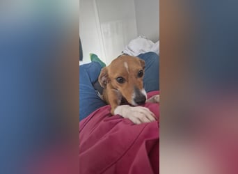 Sanfte Danica sucht ihr Körbchen