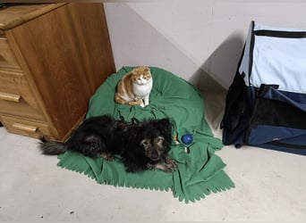 Sensibler Schatz Olli sucht sein Glück