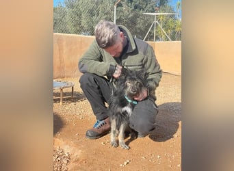 Sensibler Schatz Olli sucht sein Glück