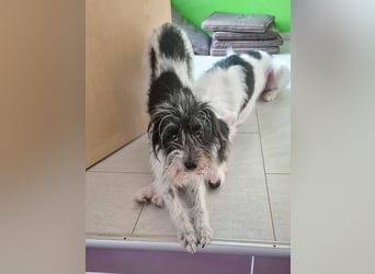 Wuschelhund zum verlieben - Moritz