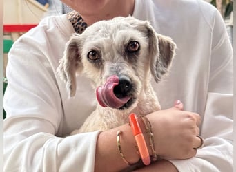 Terrier Mix Martin sucht sein Glück