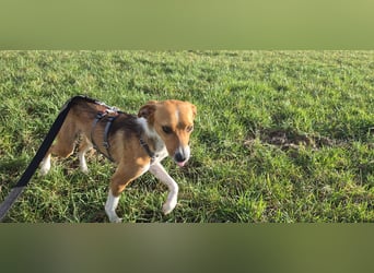 Sanfte Danica sucht ihr Körbchen