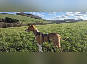 Sanfte Danica sucht ihr Körbchen