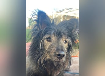 Sensibler Schatz Olli sucht sein Glück