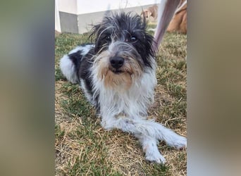 Wuschelhund zum verlieben - Moritz