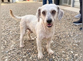 Terrier Mix Martin sucht sein Glück