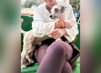 Terrier Mix Martin sucht sein Glück