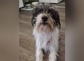 Wuschelhund zum verlieben - Moritz
