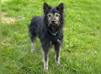 Sensibler Schatz Olli sucht sein Glück