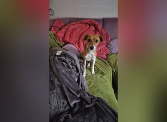 Sanfte Danica sucht ihr Körbchen