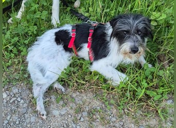 Wuschelhund zum verlieben - Moritz