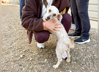 Terrier Mix Martin sucht sein Glück