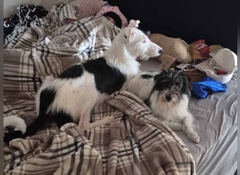 Wuschelhund zum verlieben - Moritz