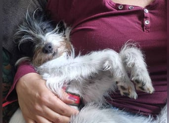 Wuschelhund zum verlieben - Moritz