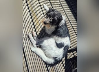 Wuschelhund zum verlieben - Moritz