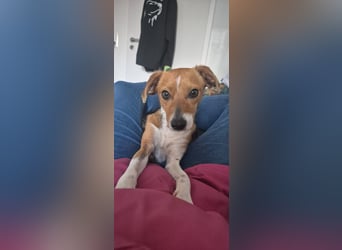 Sanfte Danica sucht ihr Körbchen