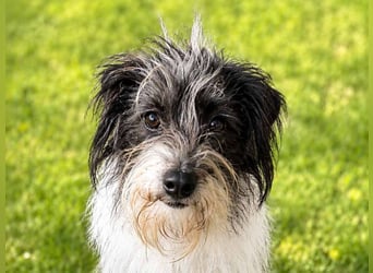 Wuschelhund zum verlieben - Moritz