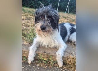 Wuschelhund zum verlieben - Moritz