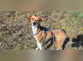 Sanfte Danica sucht ihr Körbchen