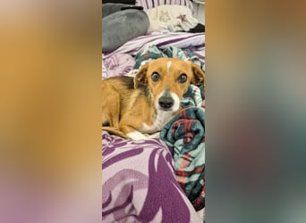 Sanfte Danica sucht ihr Körbchen