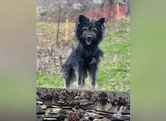 Sensibler Schatz Olli sucht sein Glück