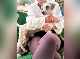 Terrier Mix Martin sucht sein Glück