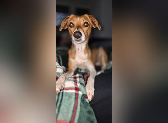 Sanfte Danica sucht ihr Körbchen