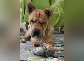 Shar-Pei-Mix Seniorin Ronja sucht dringend ein neues Zuhause