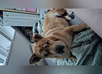 Shar-Pei-Mix Seniorin Ronja sucht dringend ein neues Zuhause