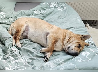 Shar-Pei-Mix Seniorin Ronja sucht dringend ein neues Zuhause