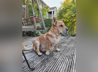 Shar-Pei-Mix Seniorin Ronja sucht dringend ein neues Zuhause
