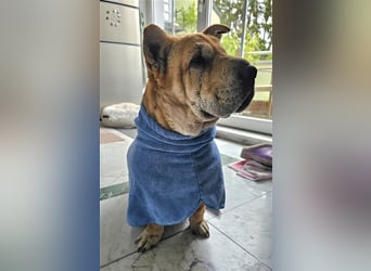 Shar-Pei-Mix Seniorin Ronja sucht dringend ein neues Zuhause