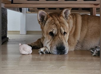 Shar-Pei-Mix Seniorin Ronja sucht dringend ein neues Zuhause
