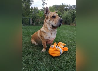 Shar-Pei-Mix Seniorin Ronja sucht dringend ein neues Zuhause