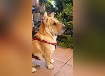 Shar-Pei-Mix Seniorin Ronja sucht dringend ein neues Zuhause