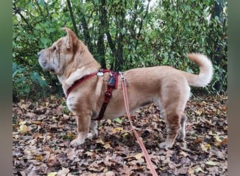 Shar-Pei-Mix Seniorin Ronja sucht dringend ein neues Zuhause