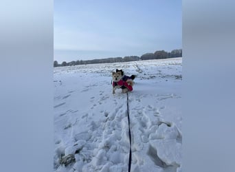 Lebensfrohe Maja sucht ihre Menschen