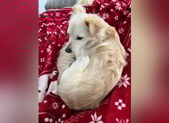 Lebensfrohe Maja sucht ihre Menschen