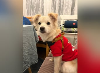 Lebensfrohe Maja sucht ihre Menschen