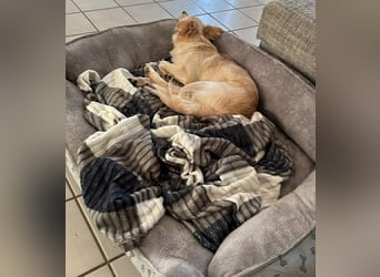 Lebensfrohe Maja sucht ihre Menschen