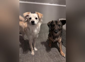 Lebensfrohe Maja sucht ihre Menschen