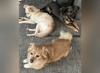 Lebensfrohe Maja sucht ihre Menschen