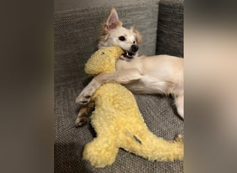 Lebensfrohe Maja sucht ihre Menschen