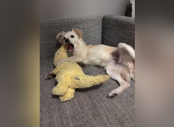 Lebensfrohe Maja sucht ihre Menschen