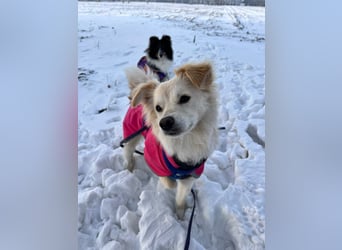 Lebensfrohe Maja sucht ihre Menschen